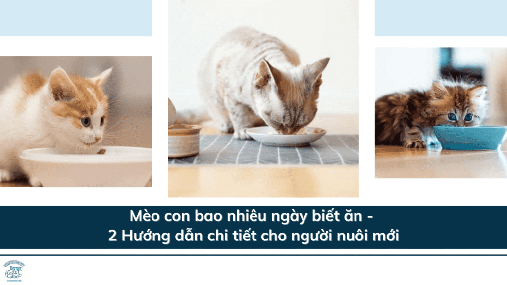 Mèo con bao nhiêu ngày biết ăn - 2 Hướng dẫn chi tiết cho người nuôi mới