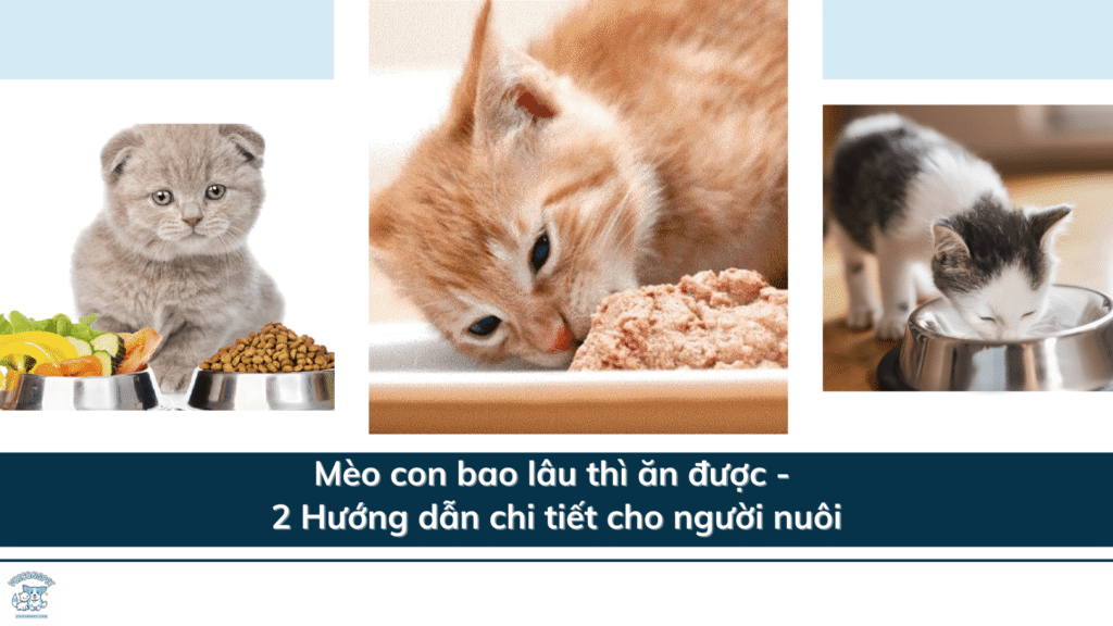Mèo con bao lâu thì ăn được - 2 Hướng dẫn chi tiết cho người nuôi