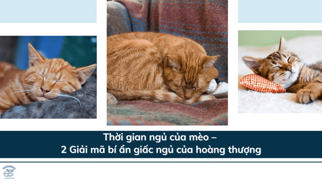 Thời gian ngủ của mèo – 2 Giải mã bí ẩn giấc ngủ của hoàng thượng