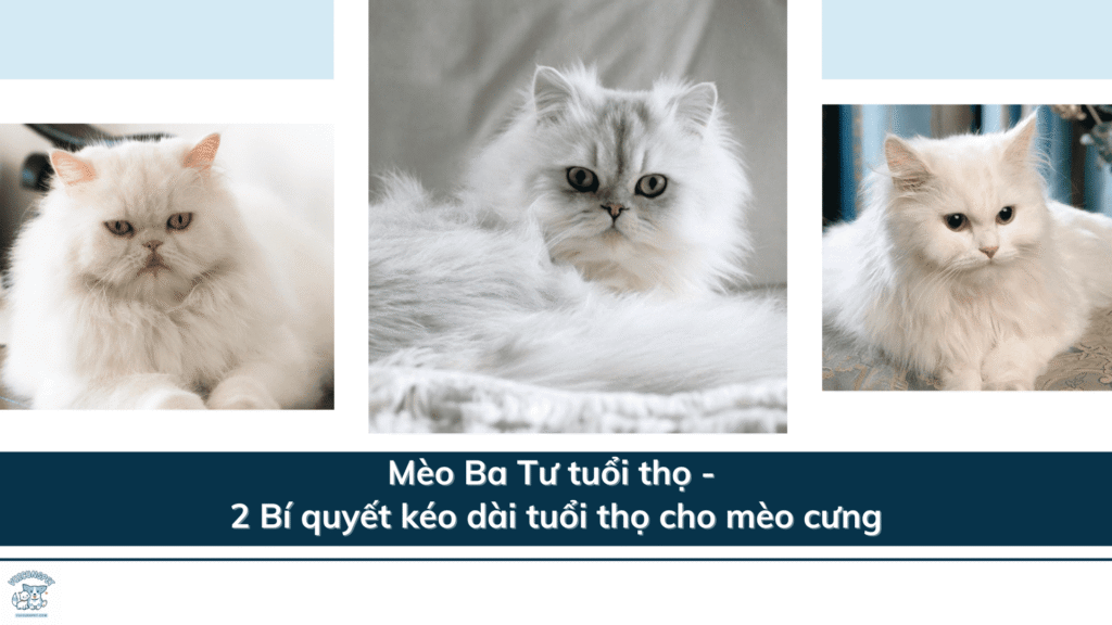 Mèo Ba Tư tuổi thọ - 2 Bí quyết kéo dài tuổi thọ cho mèo cưng