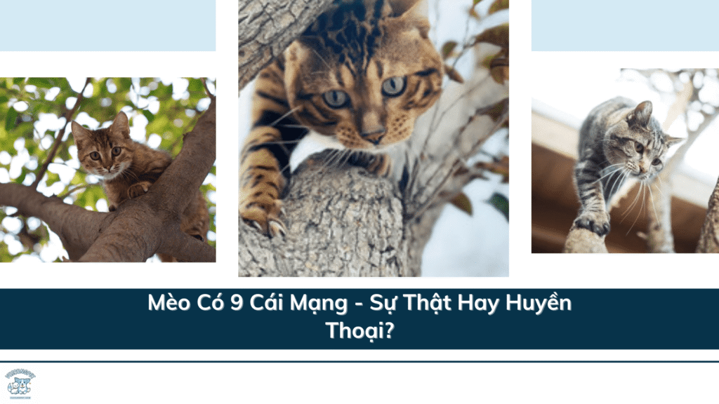 Mèo Có 9 Cái Mạng - Sự Thật Hay Huyền Thoại?