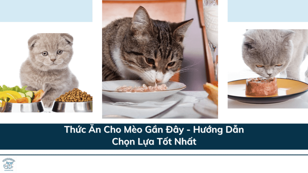 Thức Ăn Cho Mèo Gần Đây - 2 Hướng Dẫn Chọn Lựa Tốt Nhất