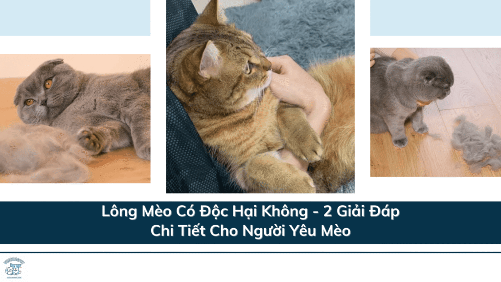 Lông Mèo Có Độc Hại Không - 2 Giải Đáp Chi Tiết Cho Người Yêu Mèo