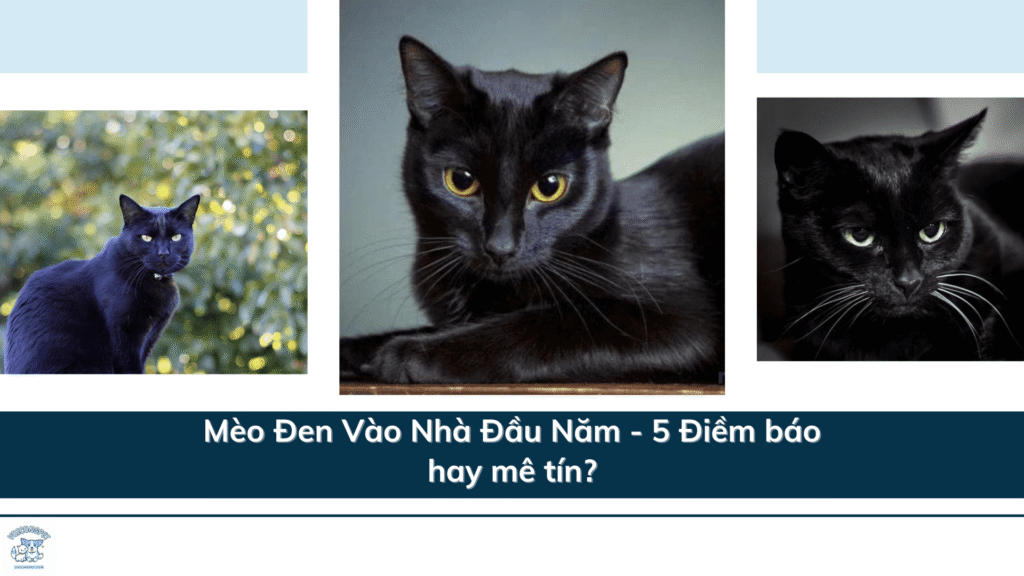 Mèo Đen Vào Nhà Đầu Năm - 5 Điềm báo hay mê tín?