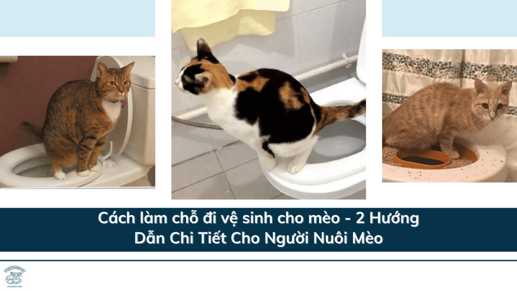 Cách làm chỗ đi vệ sinh cho mèo - 2 Hướng Dẫn Chi Tiết Cho Người Nuôi Mèo