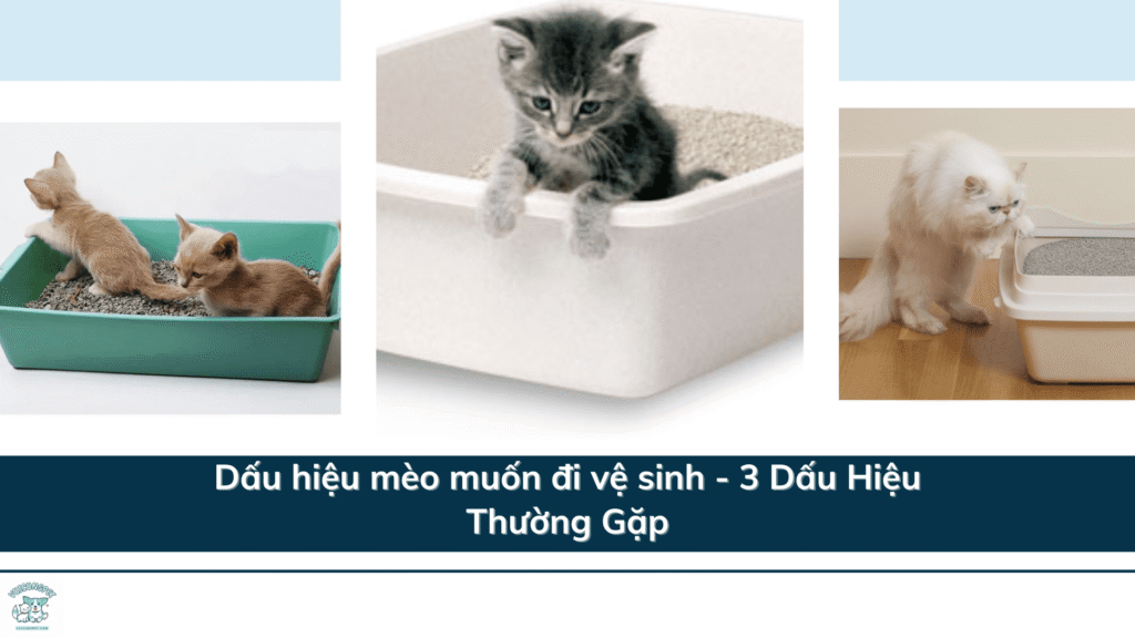 Dấu hiệu mèo muốn đi vệ sinh - 3 Dấu Hiệu Thường Gặp