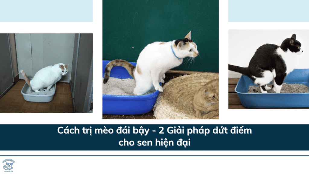 Cách trị mèo đái bậy - 2 Giải pháp dứt điểm cho sen hiện đại