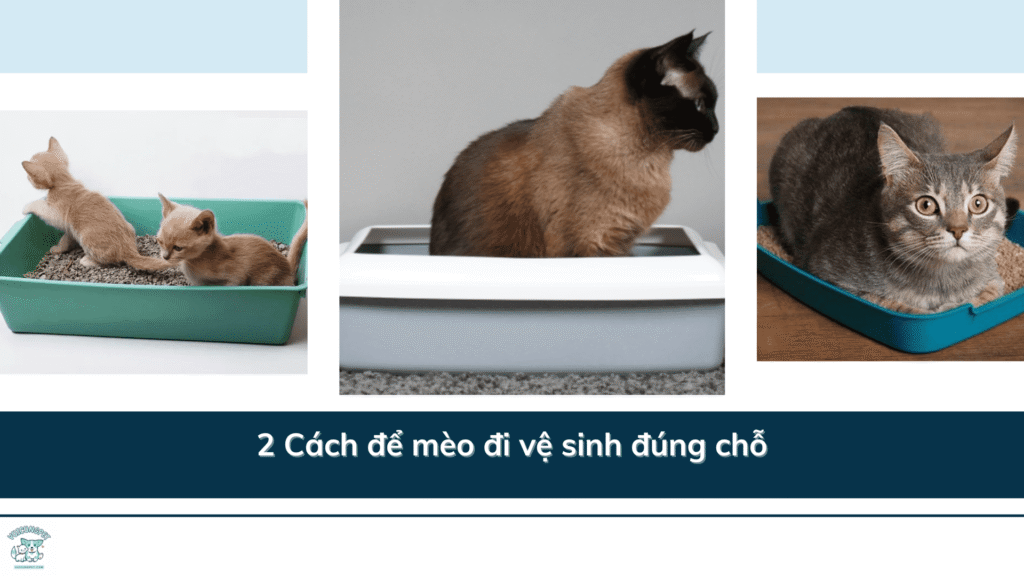 2 Cách để mèo đi vệ sinh đúng chỗ