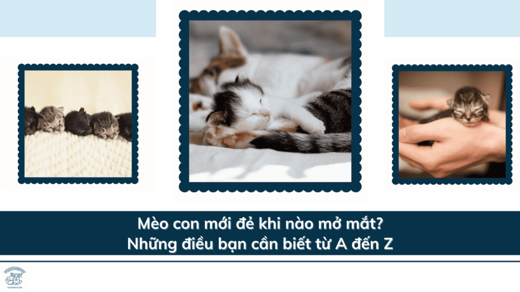 Mèo con mới đẻ khi nào mở mắt? Những điều bạn cần biết từ A đến Z