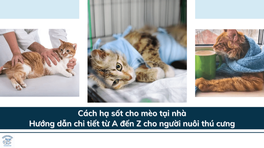 Cách hạ sốt cho mèo tại nhà: Hướng dẫn chi tiết từ A đến Z cho người nuôi thú cưng