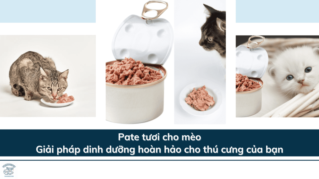 Pate tươi cho mèo: Giải pháp dinh dưỡng hoàn hảo cho thú cưng của bạn