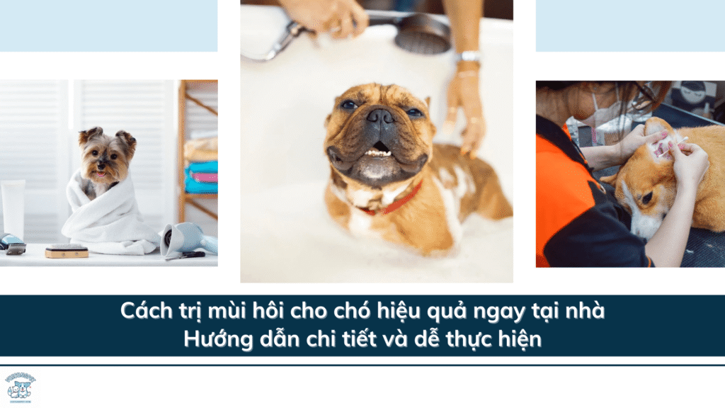 Cách trị mùi hôi cho chó hiệu quả ngay tại nhà: Hướng dẫn chi tiết và dễ thực hiện