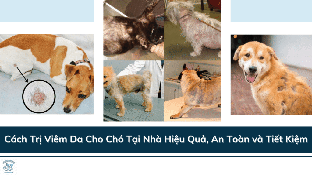 Cách Trị Viêm Da Cho Chó Tại Nhà Hiệu Quả, An Toàn và Tiết Kiệm