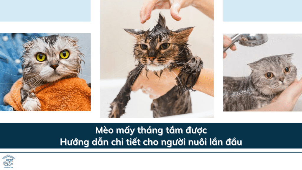 Mèo mấy tháng tắm được? Hướng dẫn chi tiết cho người nuôi lần đầu